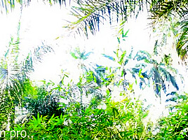 Tall Girl Standing Fuck In The Bush